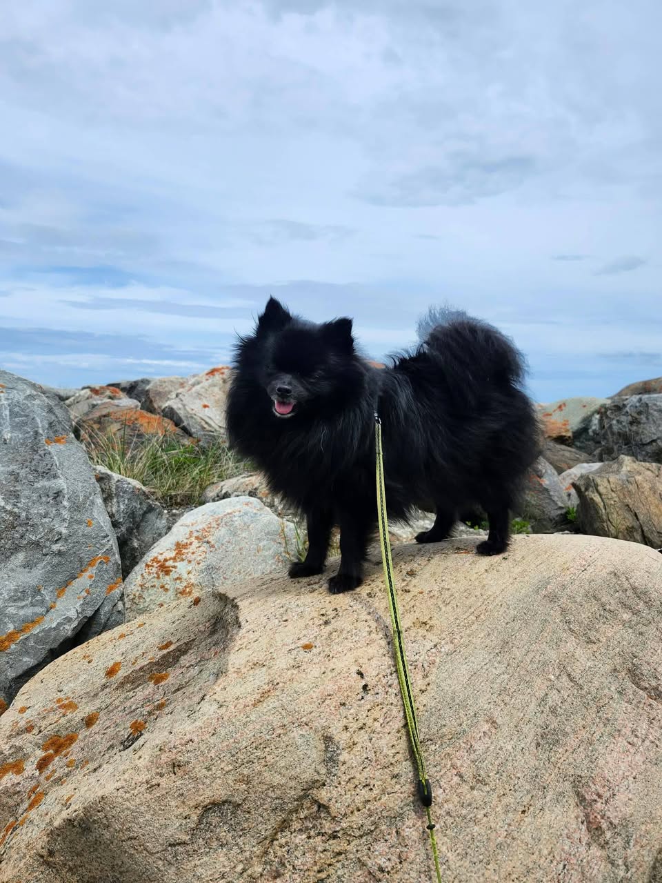 Lost Dog in Bryson