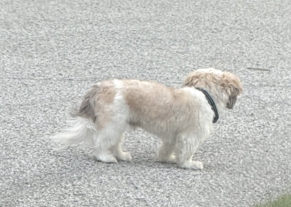 Found dog