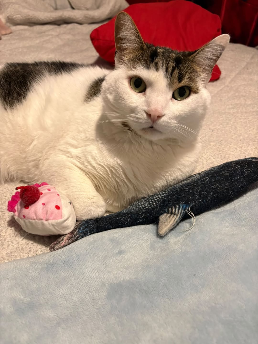 Lost cat