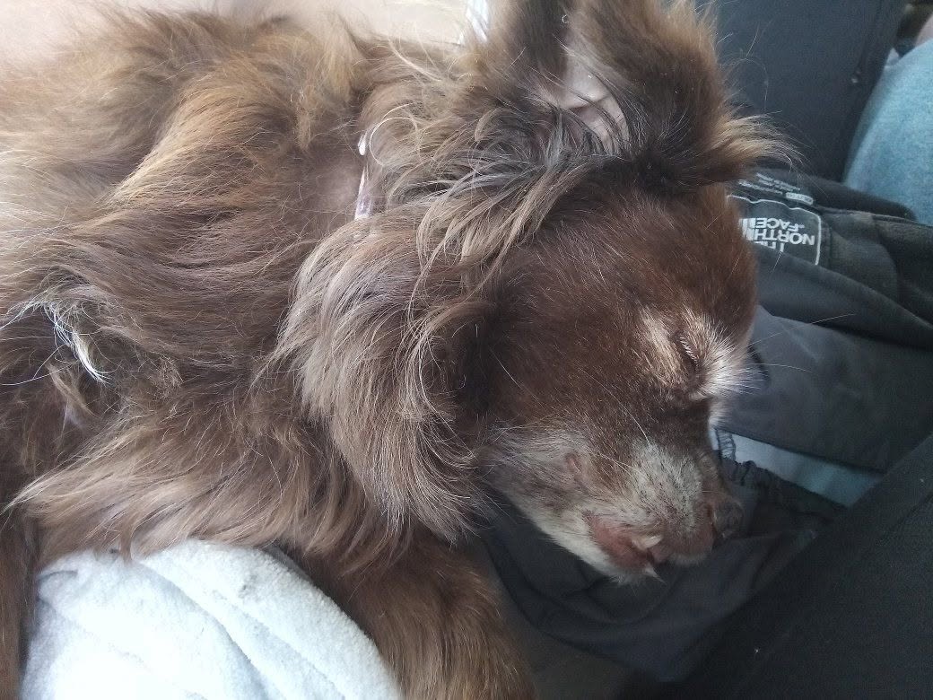 Lost dog
