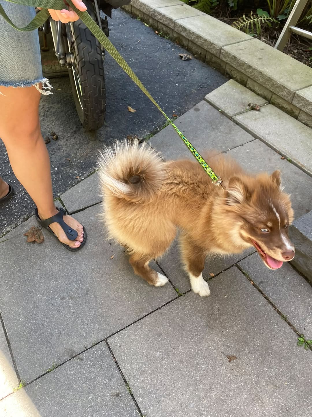 Found dog