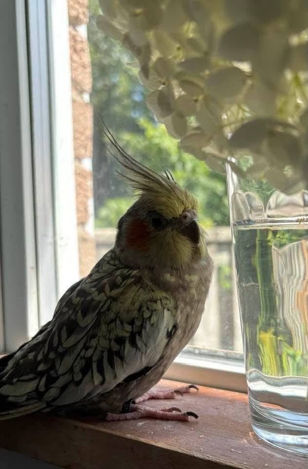 Lost Bird in London