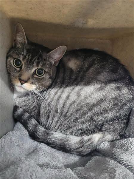 Found cat