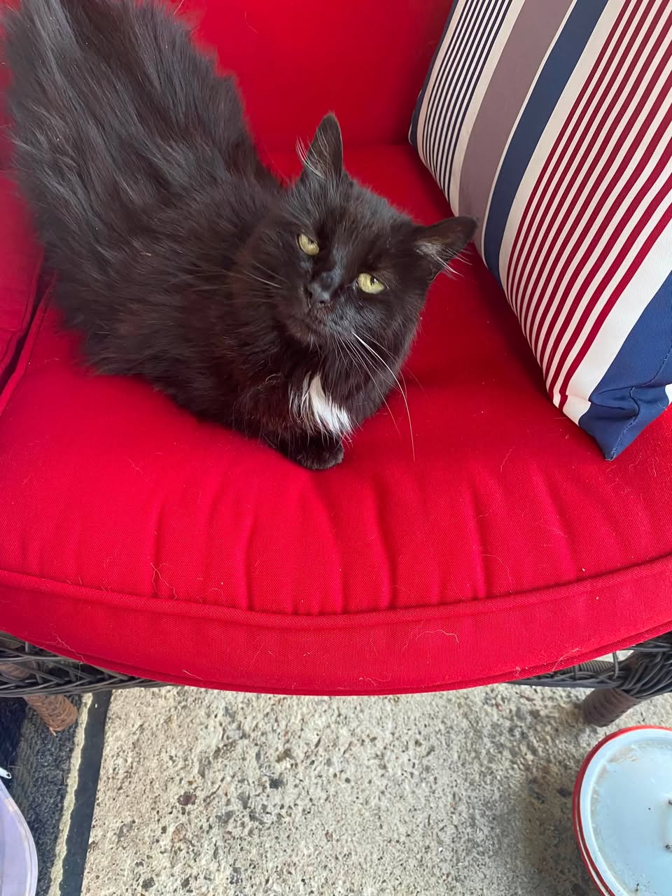 Found Cat in Ontario
