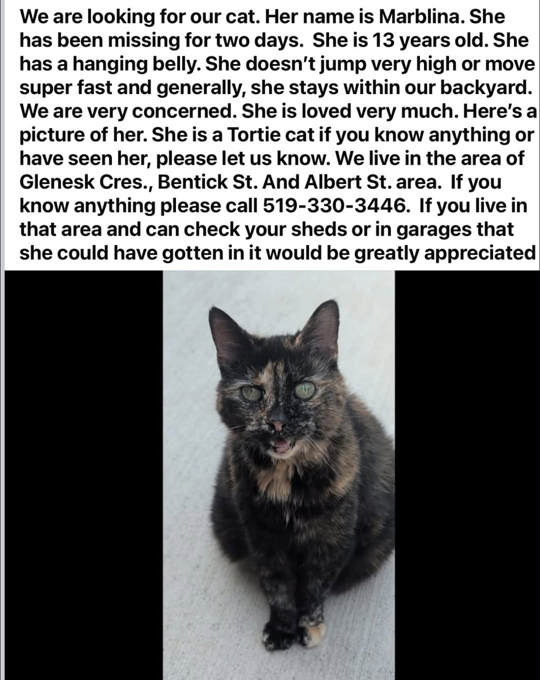 Lost Cat in Corunna