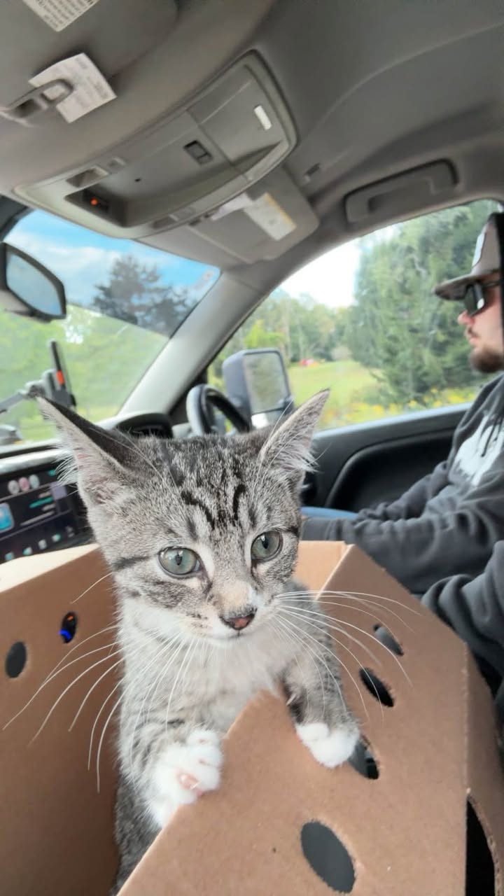 Found cat