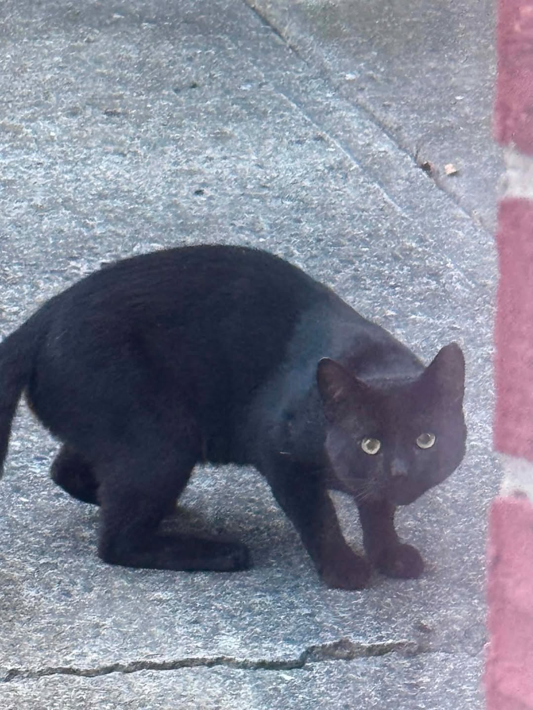 Lost Cat in Lloydtown