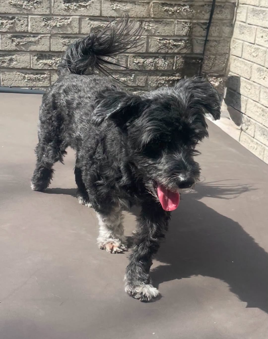 Found dog