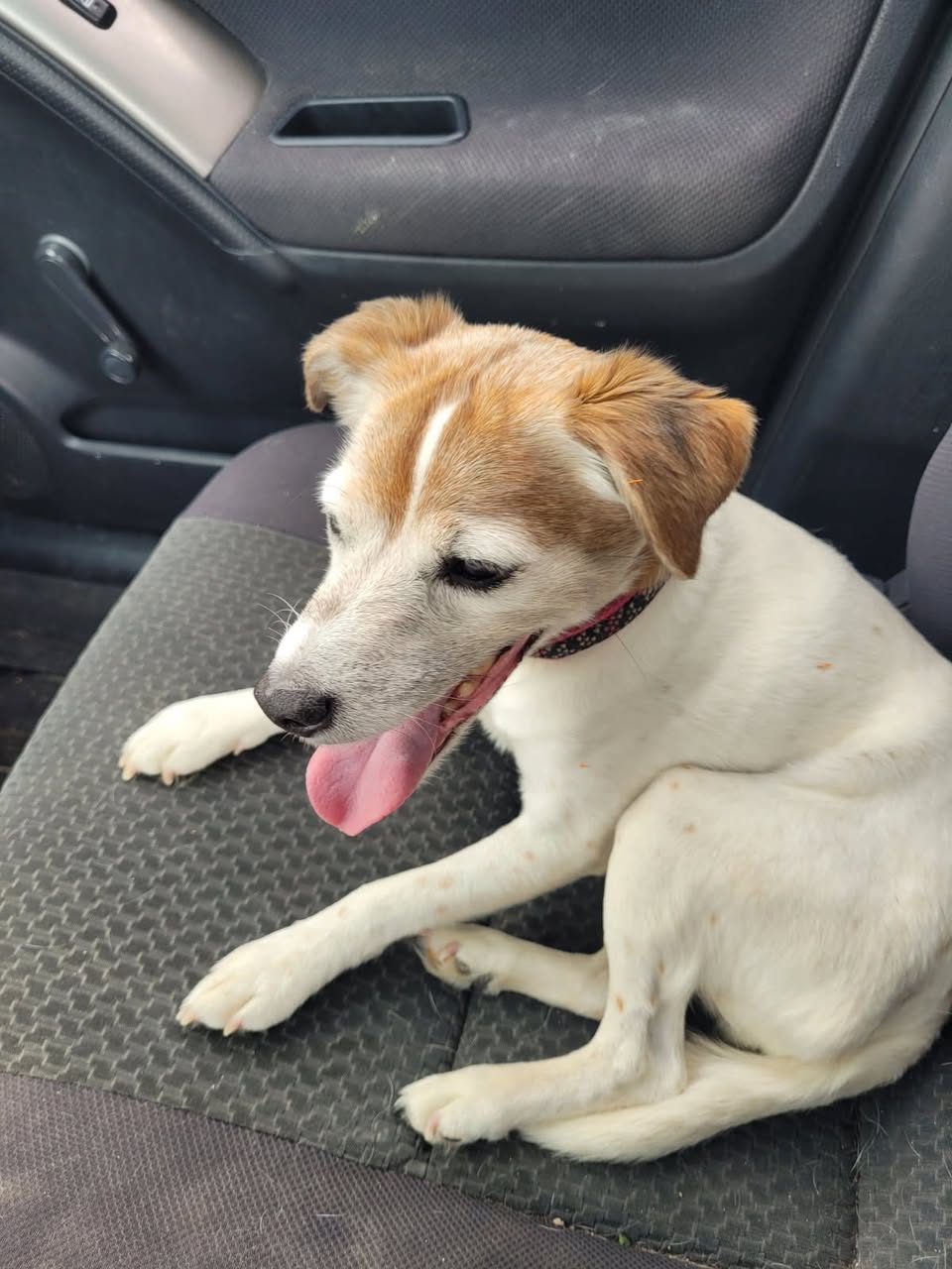 Lost dog