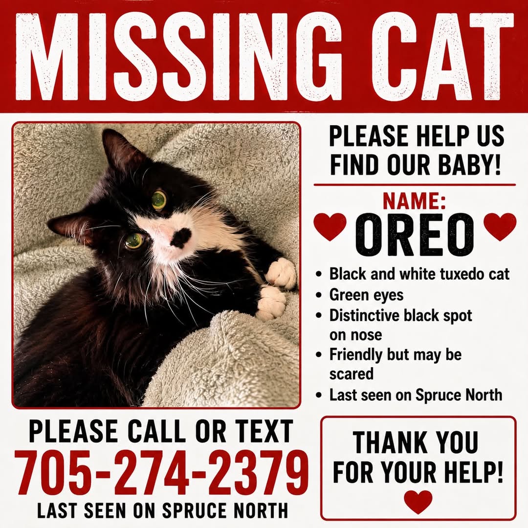 Lost Cat in Spruce North