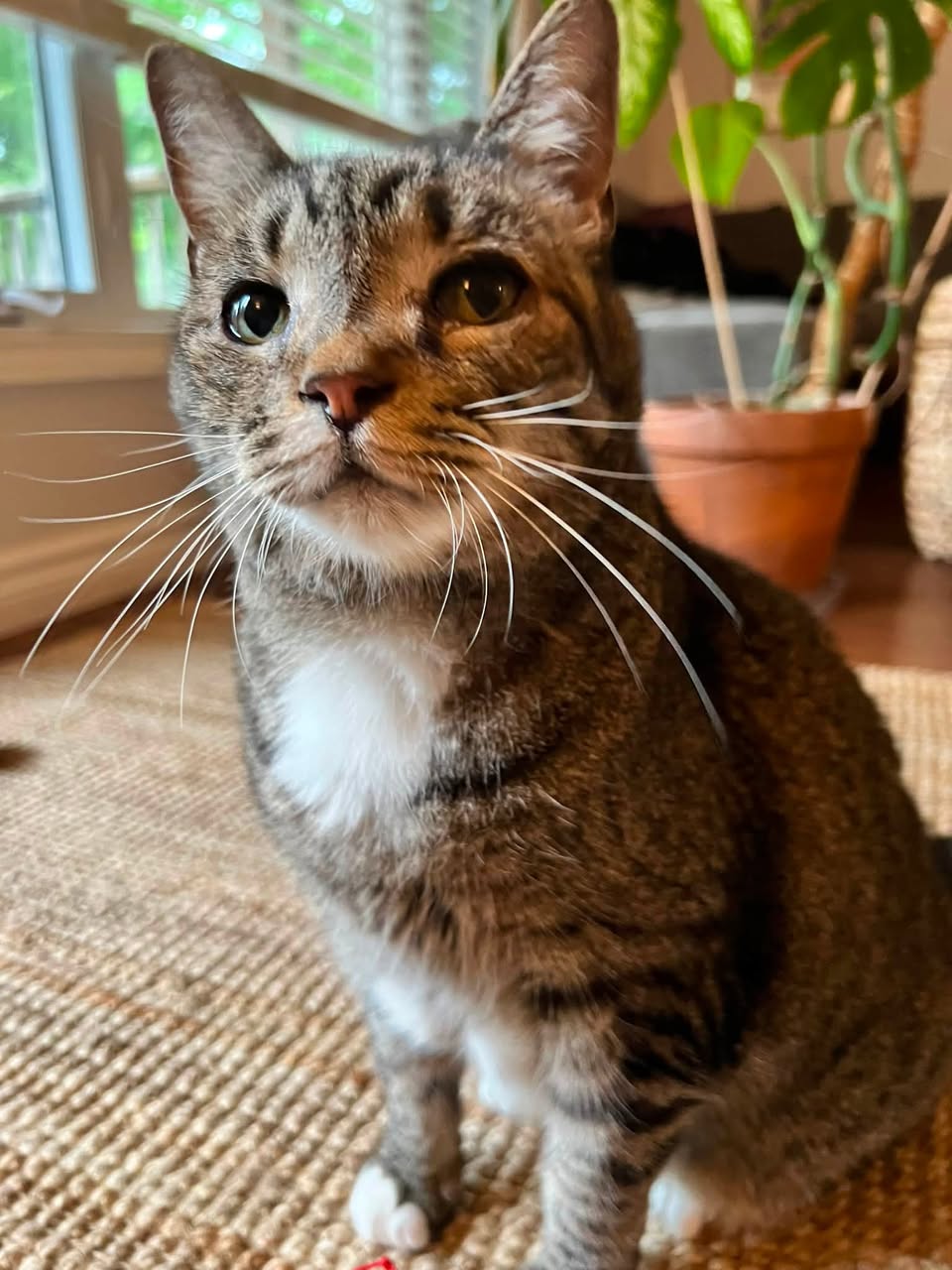 Lost cat