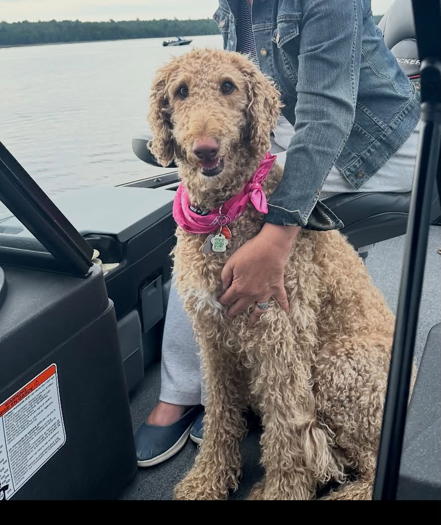 Lost Dog in Oro