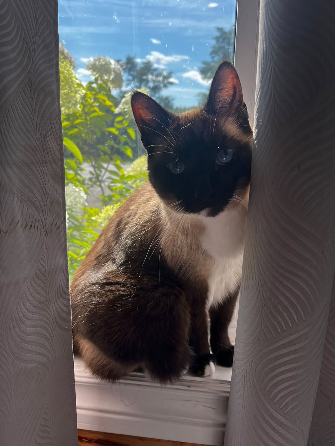Lost Cat in Marmora