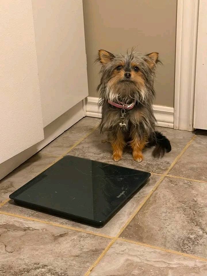 Found dog