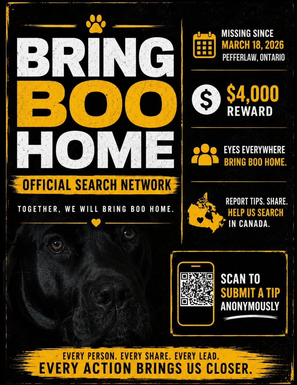 Lost dog