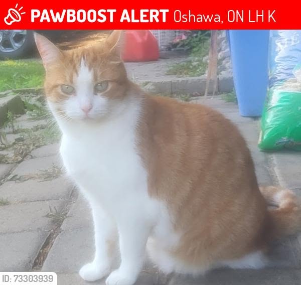 Lost Cat in Oshawa