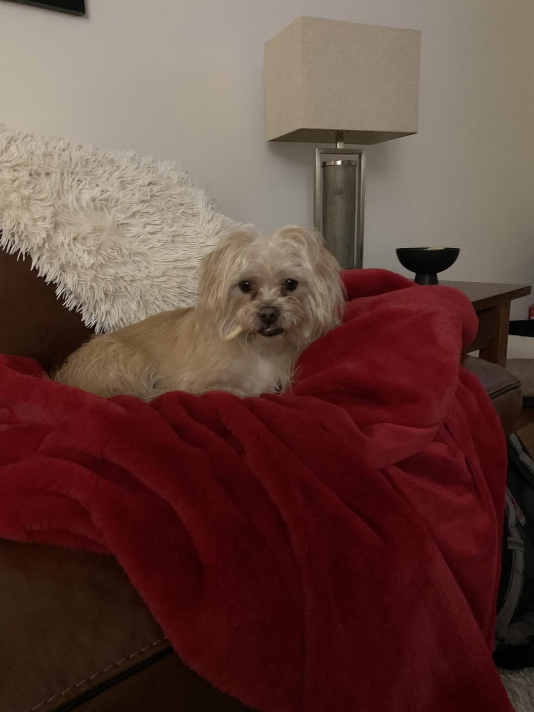 Lost dog