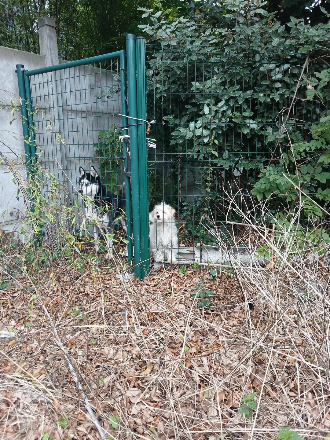 Found dog