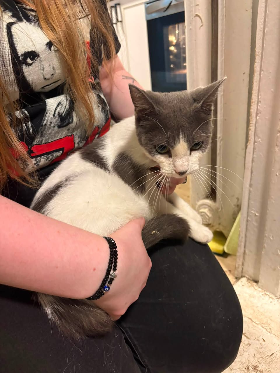 Found cat