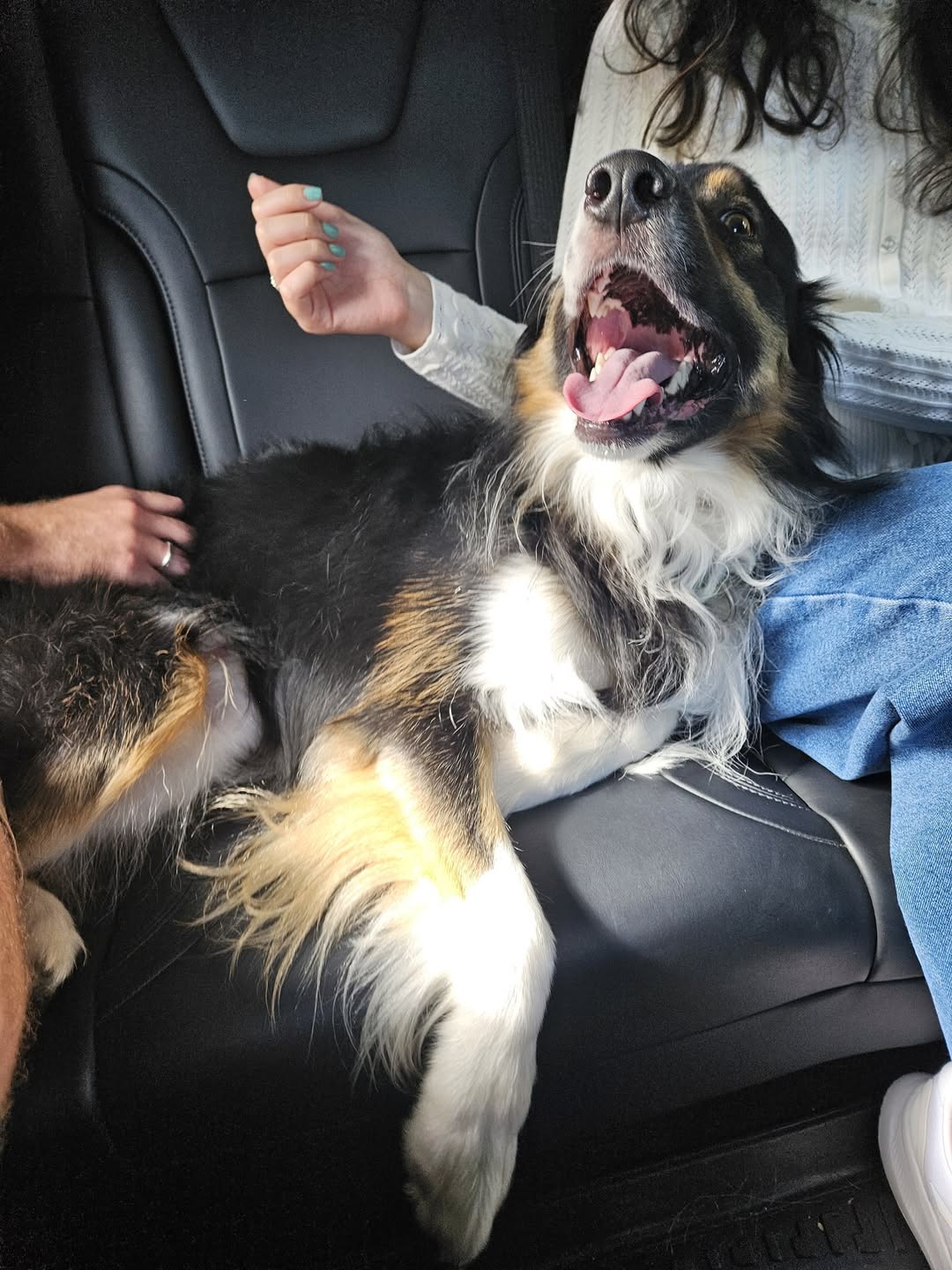 Found dog