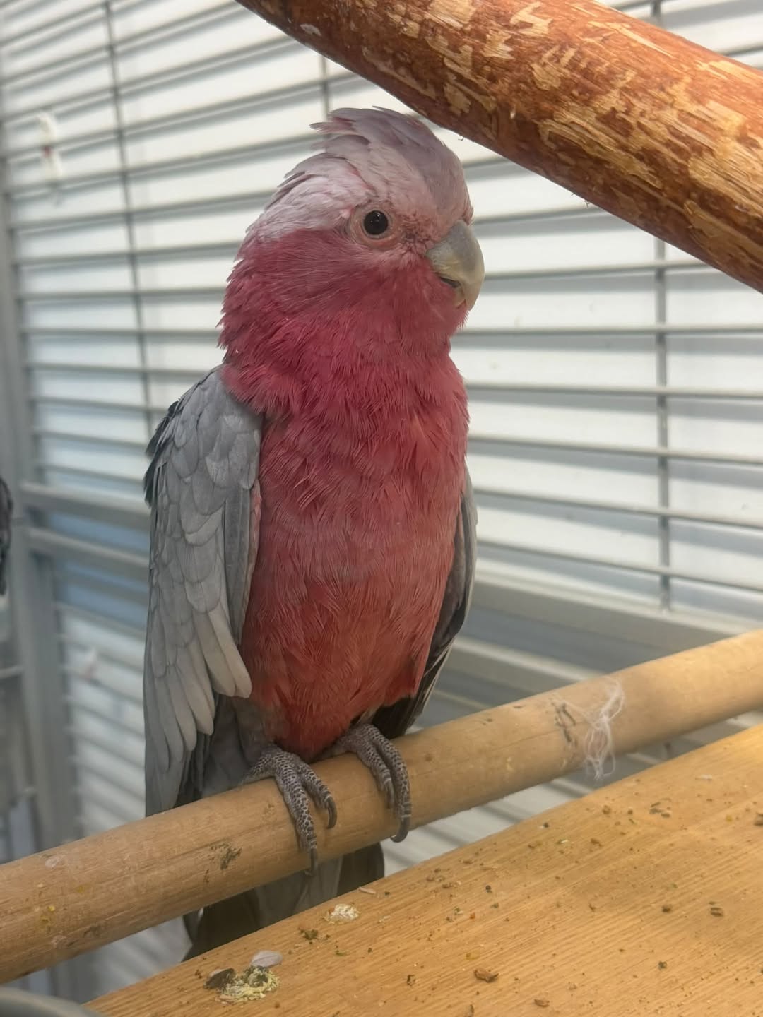 Lost Bird in Breitenfurt