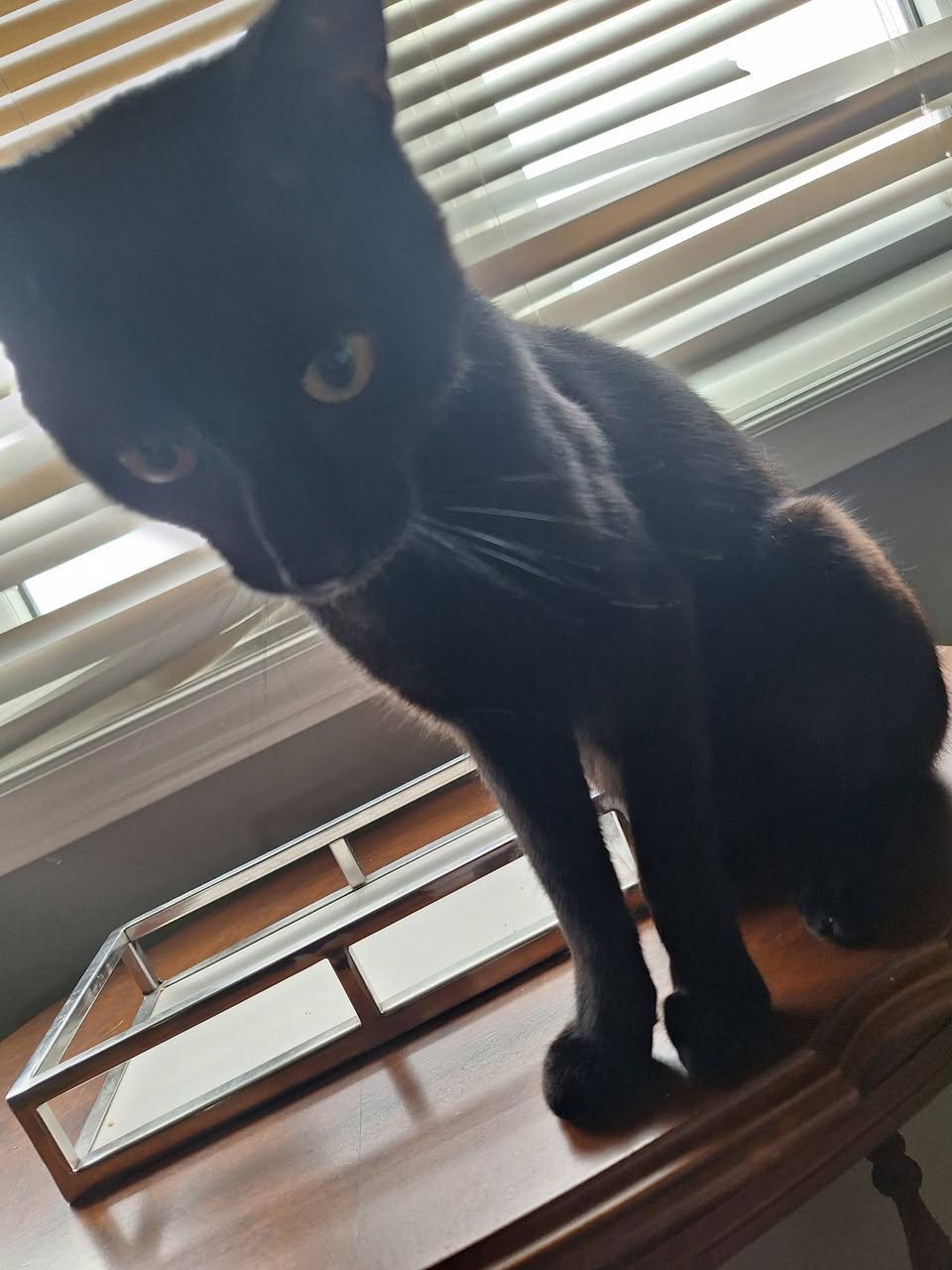 Lost Cat in London