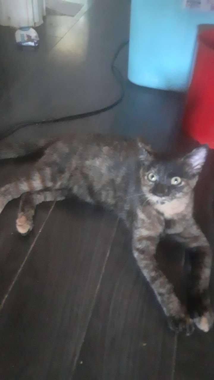 Lost cat