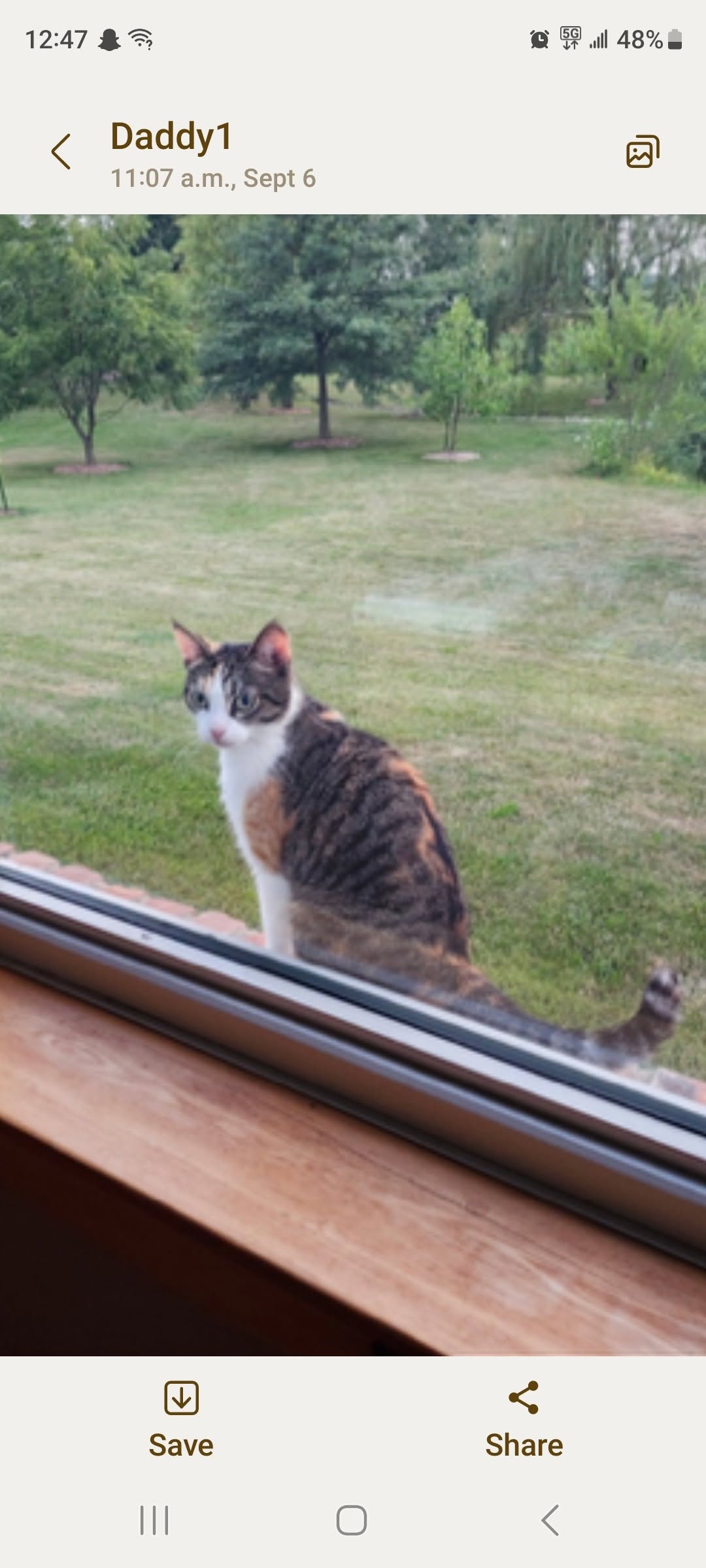 Lost Cat in Essex