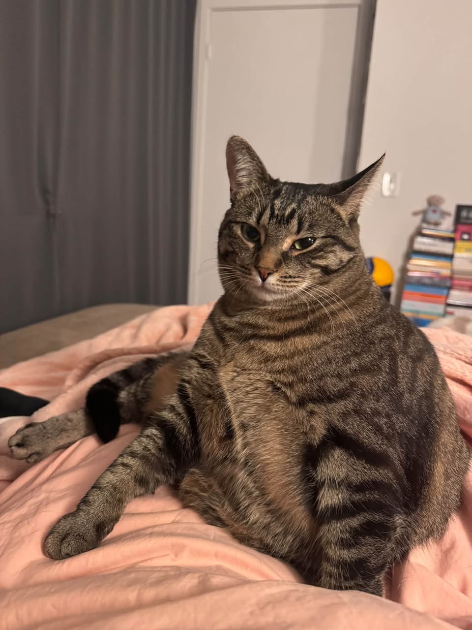 Lost Cat in Earl Rowe Provincial Park