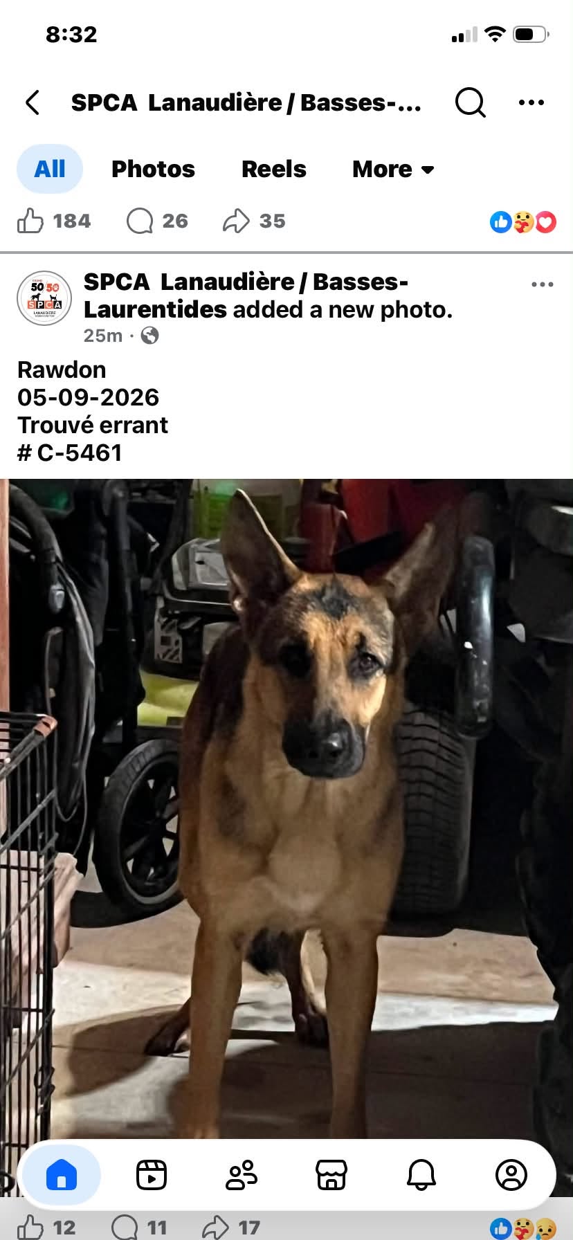 Found Dog in Rawdon