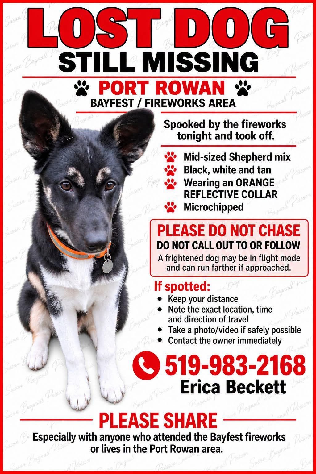 Lost dog