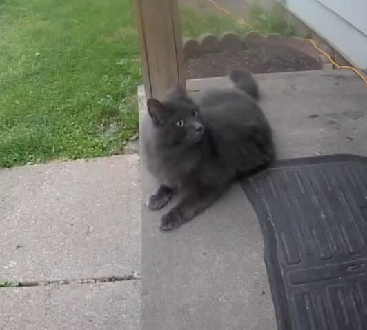 Lost Cat in Cambridge