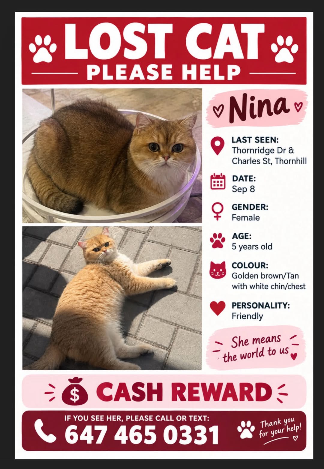 Lost cat