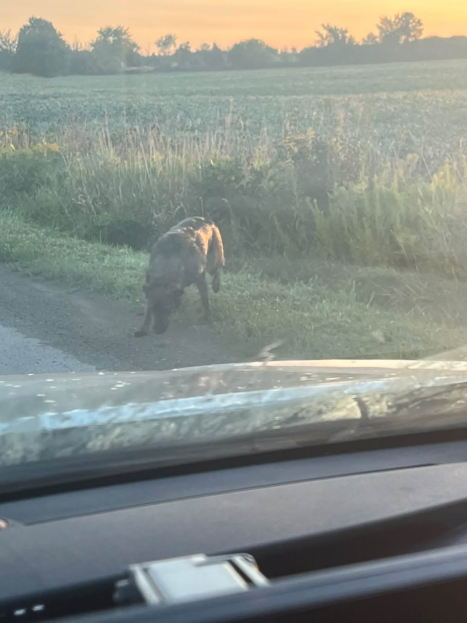 Found dog
