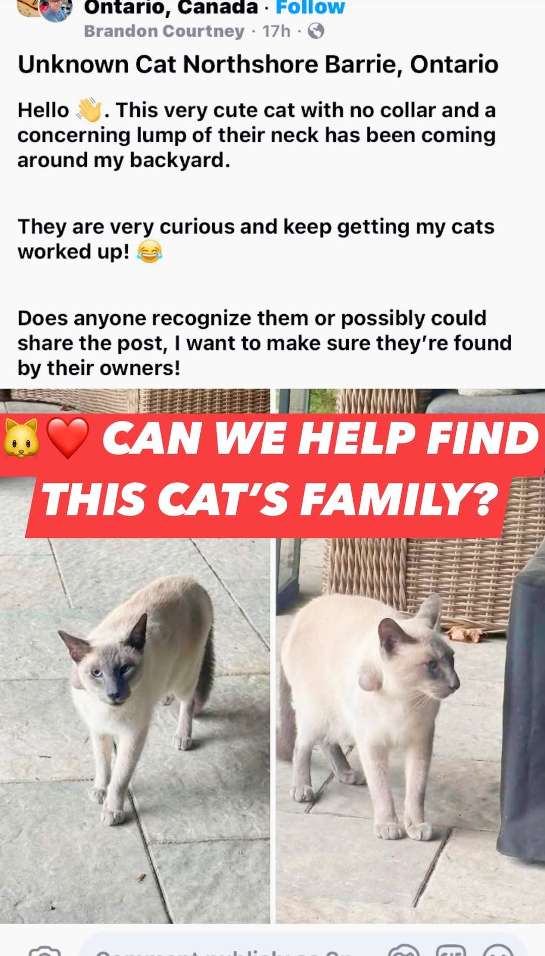 Found cat