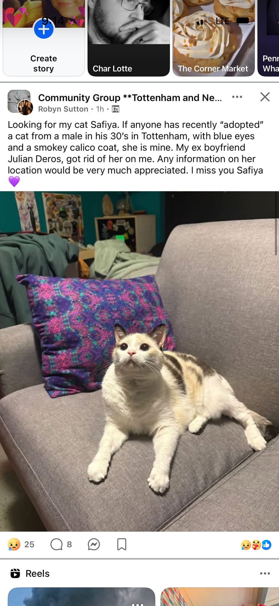 Lost Cat in Tottenham