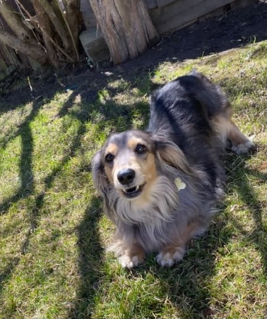 Lost Dog in Ontario