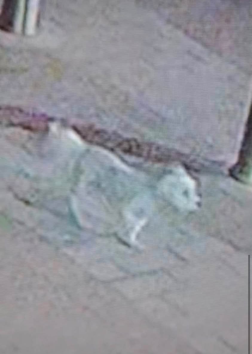 Lost Dog in Ontario