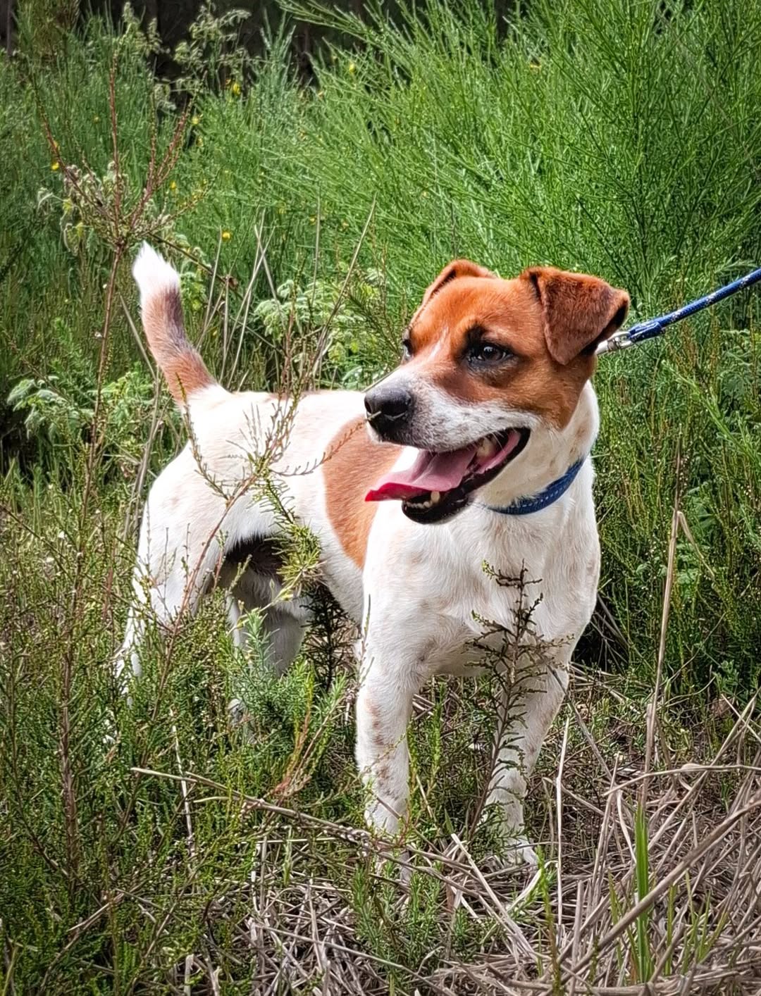 Lost Dog in Lot-Et-Garonne