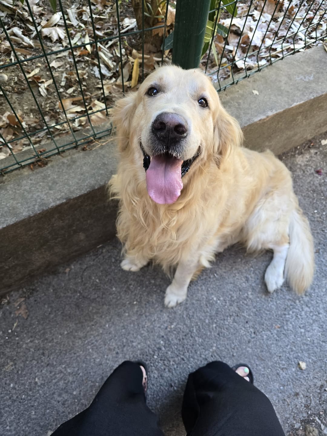 Found dog