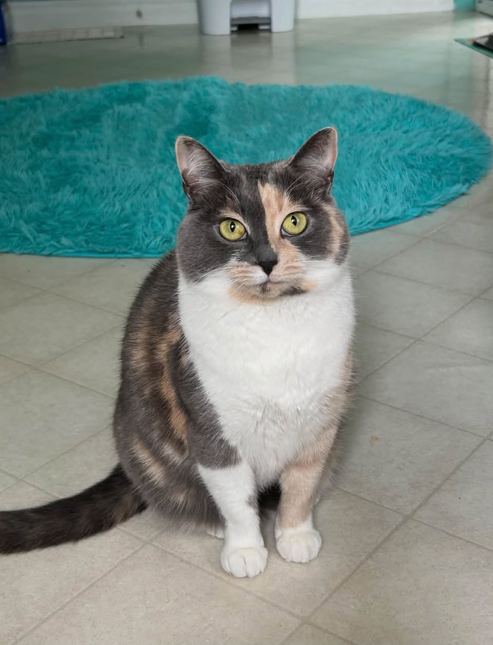 Lost Cat in Dundas