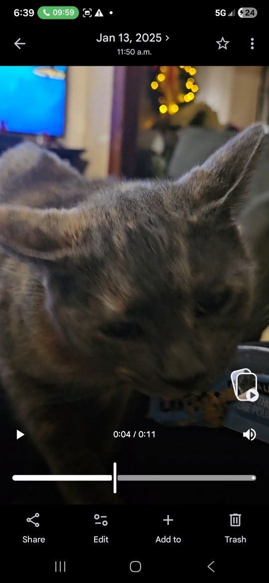 Lost cat