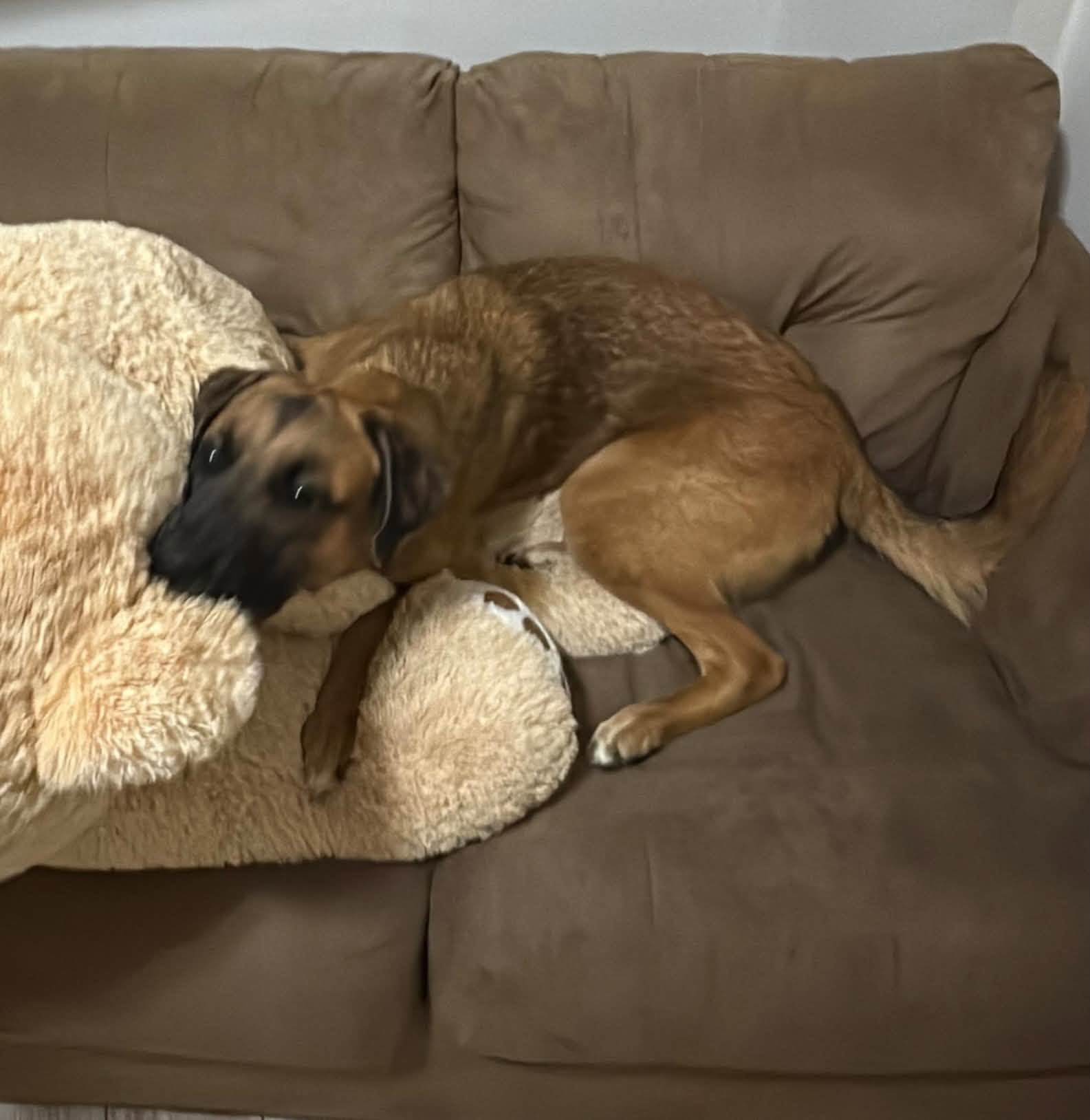 Lost Dog in Hamilton
