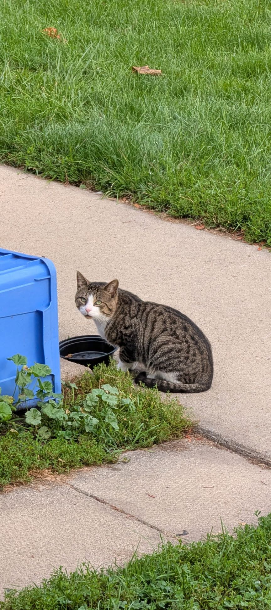 Found Cat in College & Brock Area