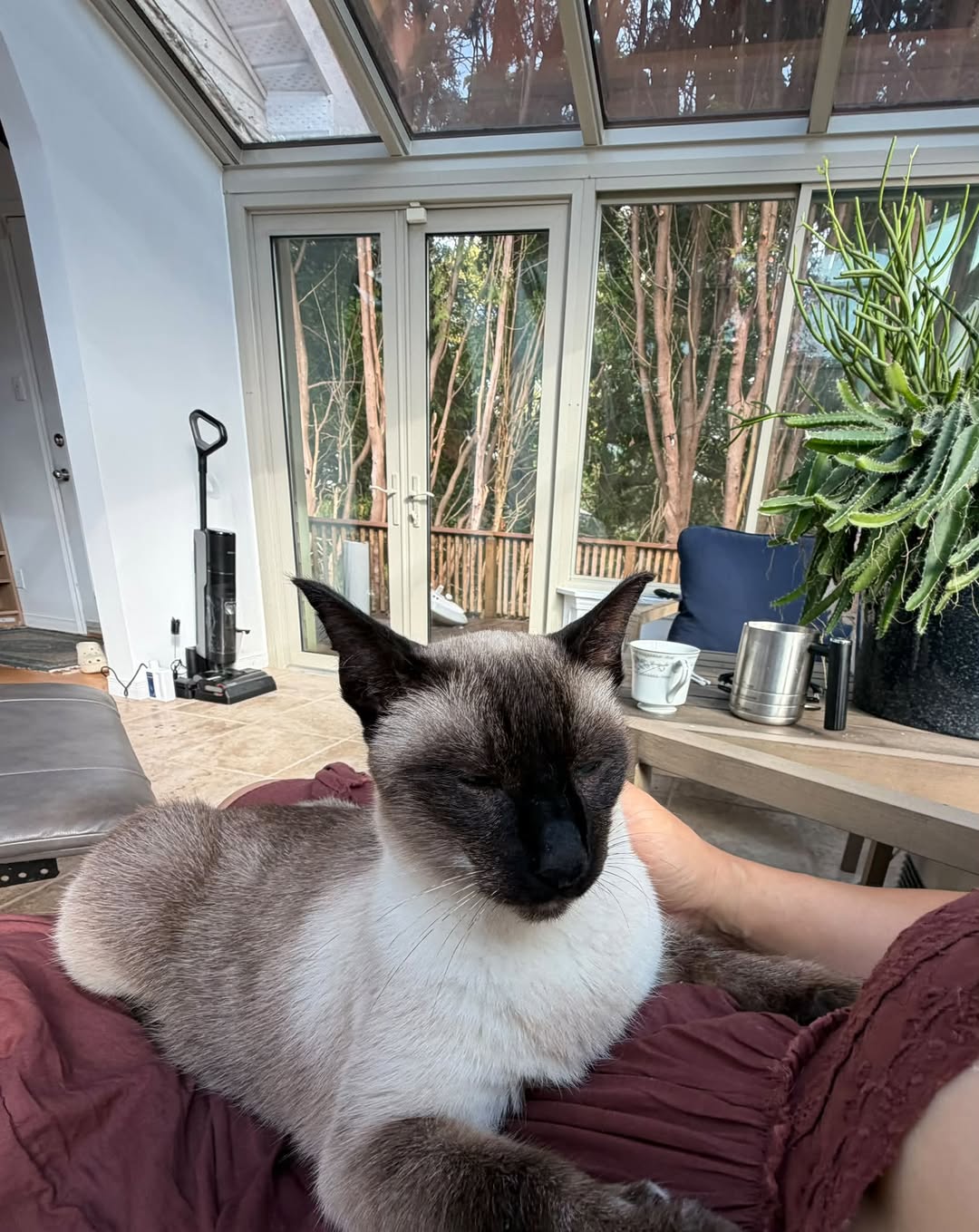 Lost Cat in London