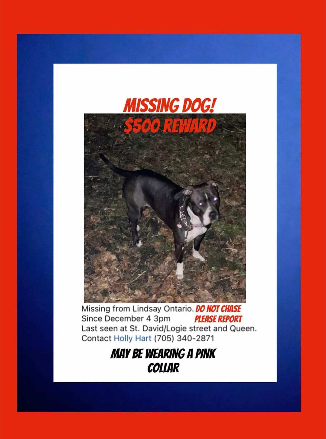 Lost Dog in Lindsay