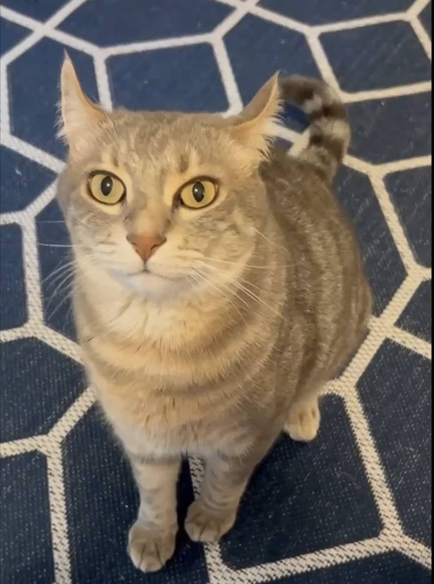 Lost Cat in Newmarket