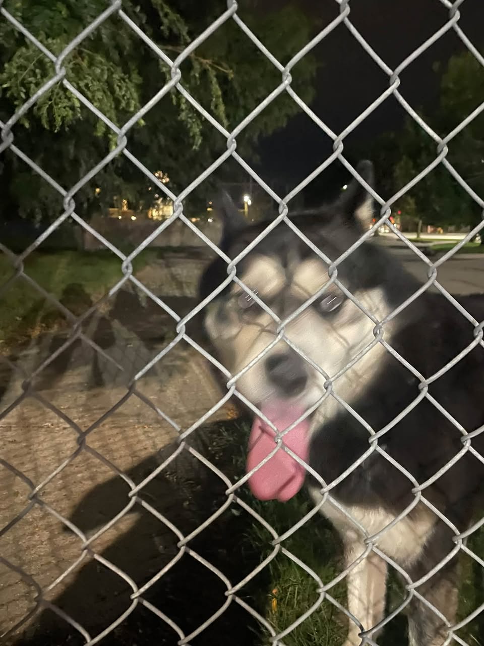 Found dog