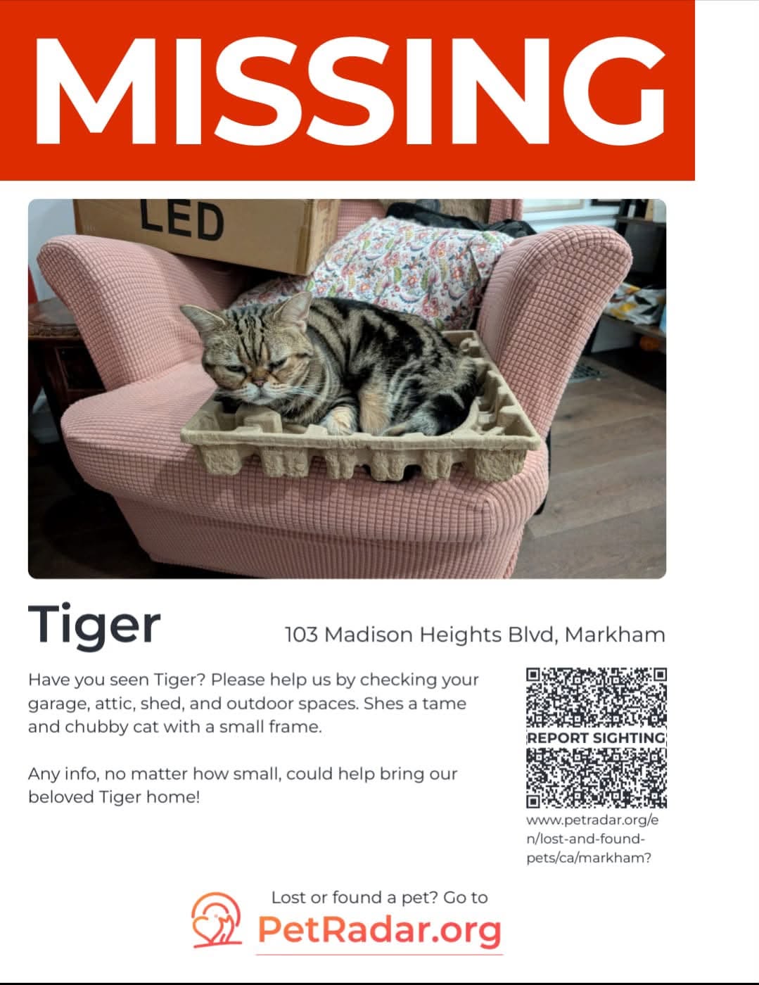 Lost cat