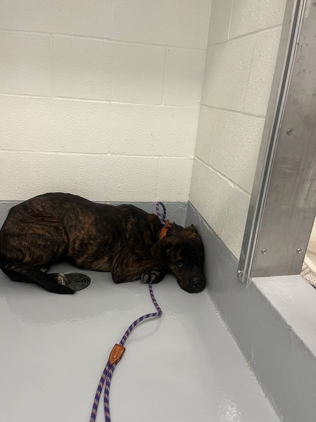 Found dog
